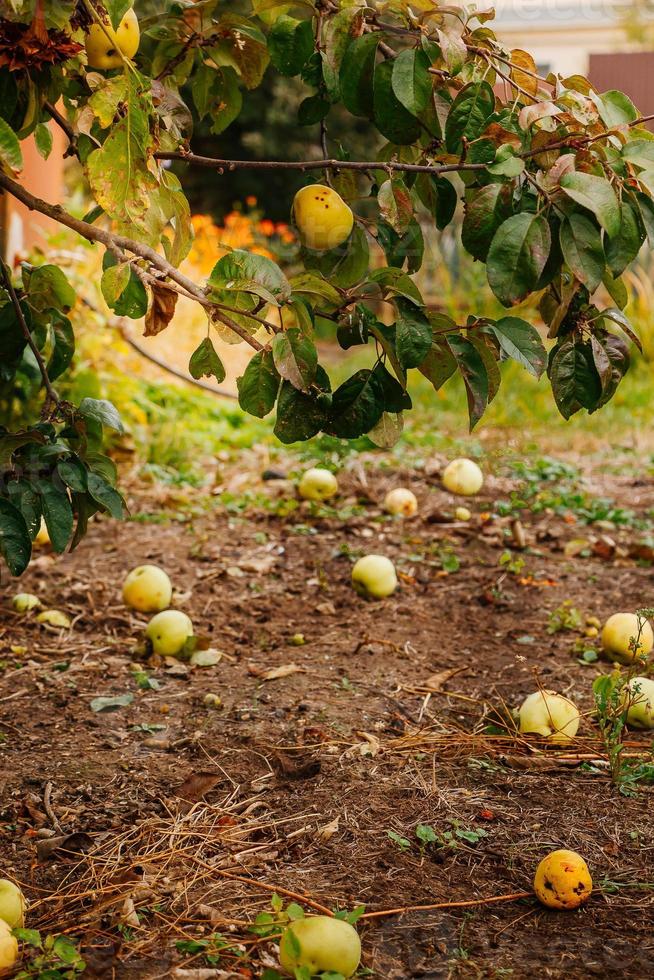 gefallene Äpfel liegen auf dem Boden, eine neue Ernte in der Sonne foto