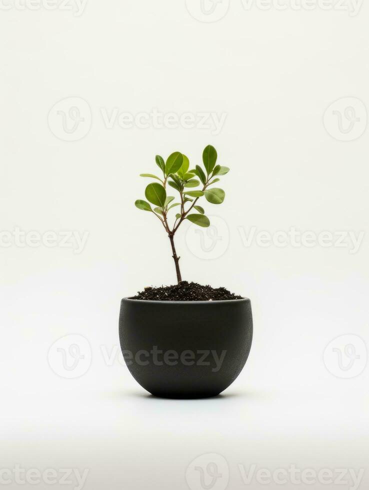 Pflanze im ein Topf auf Weiß Hintergrund ai generativ foto