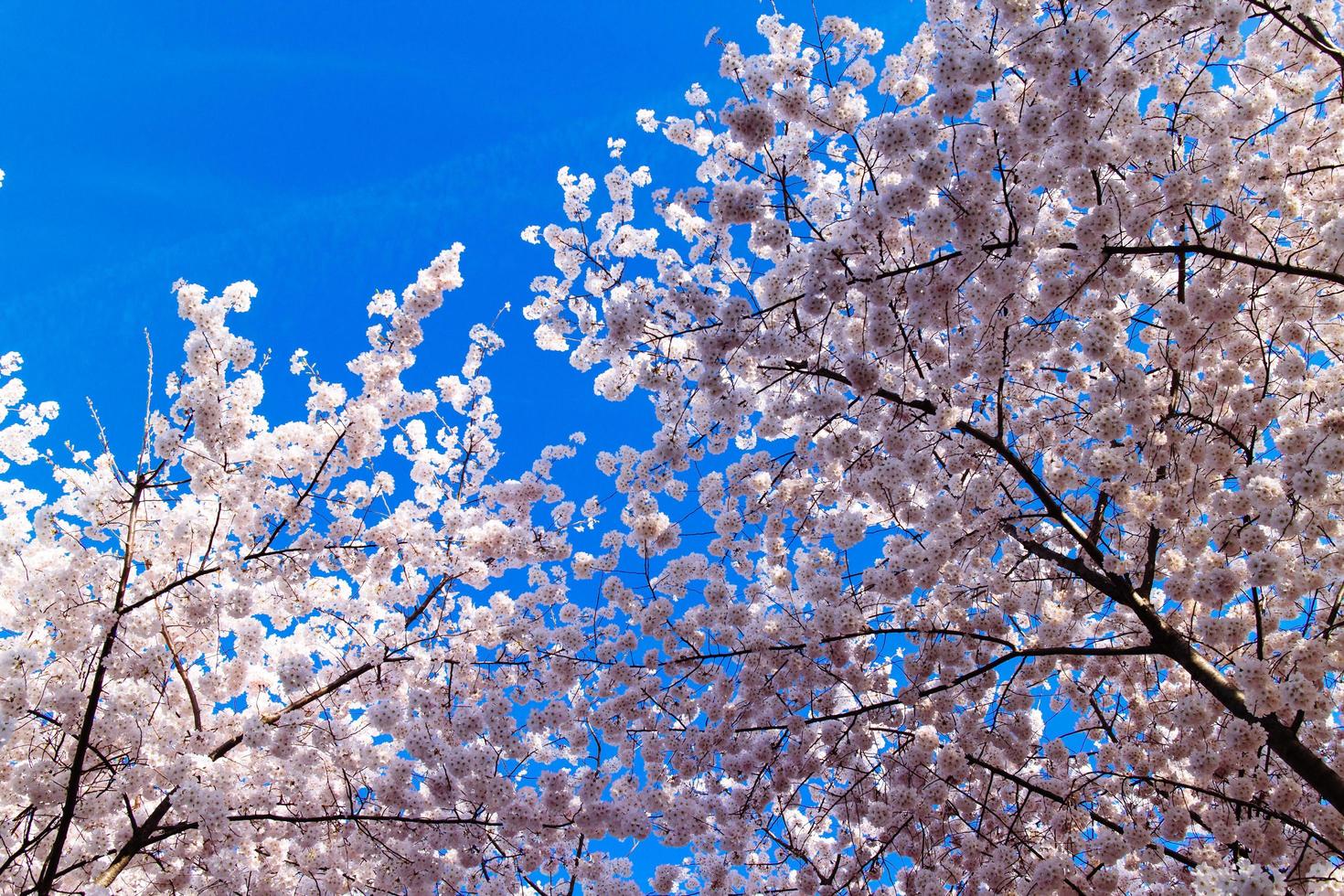 Kirschblüten am Gezeitenbecken. foto