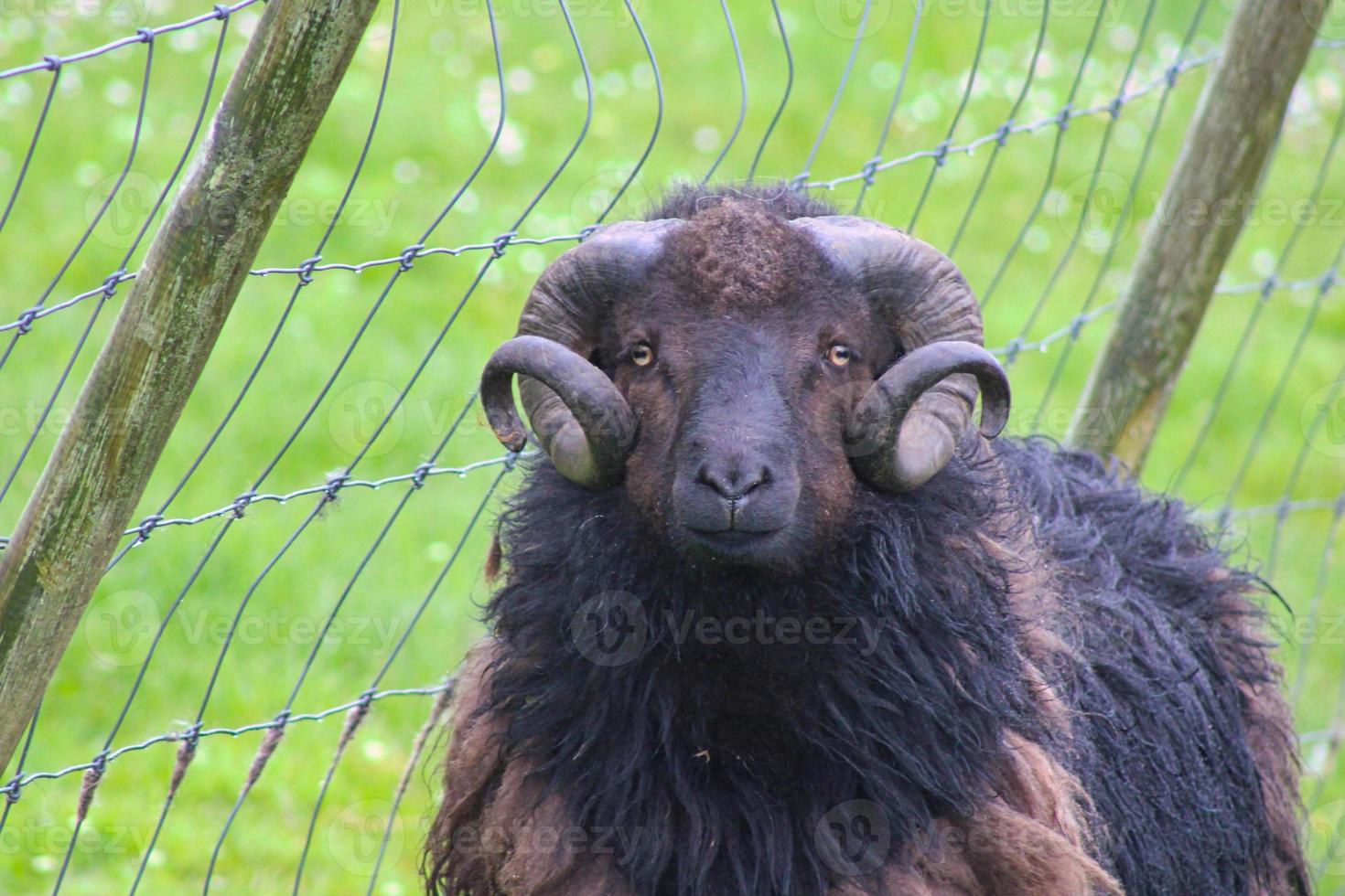 Porträt von färöischen Schafen foto