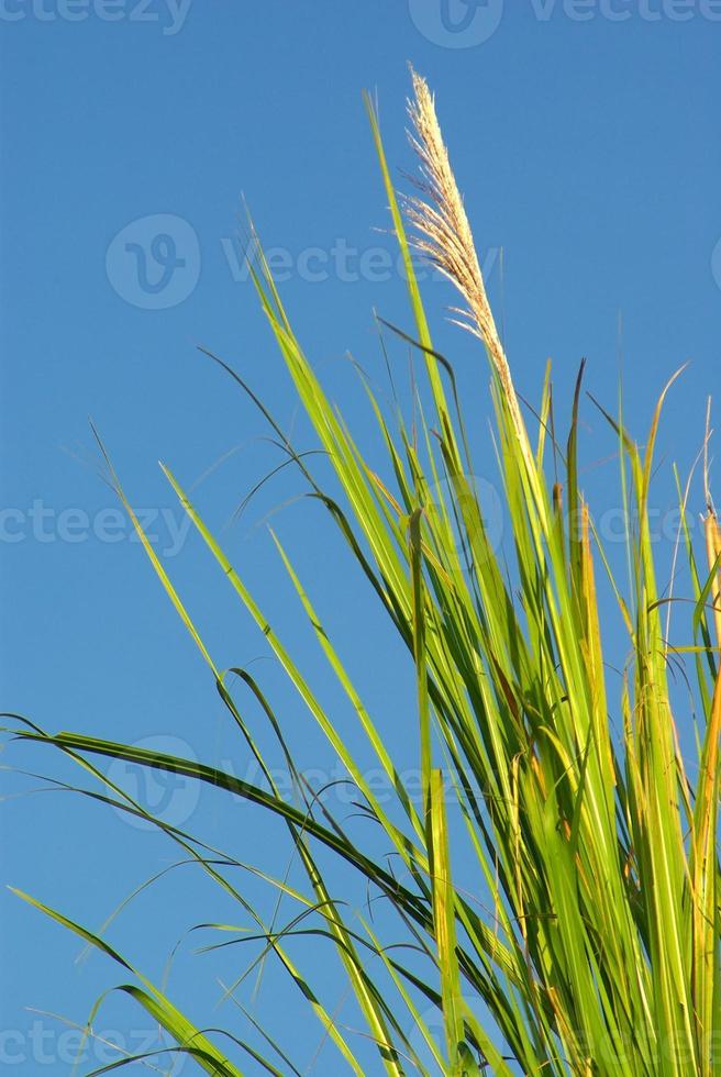 Blume von Flötenschilfgras in Wind und blauem Himmel foto