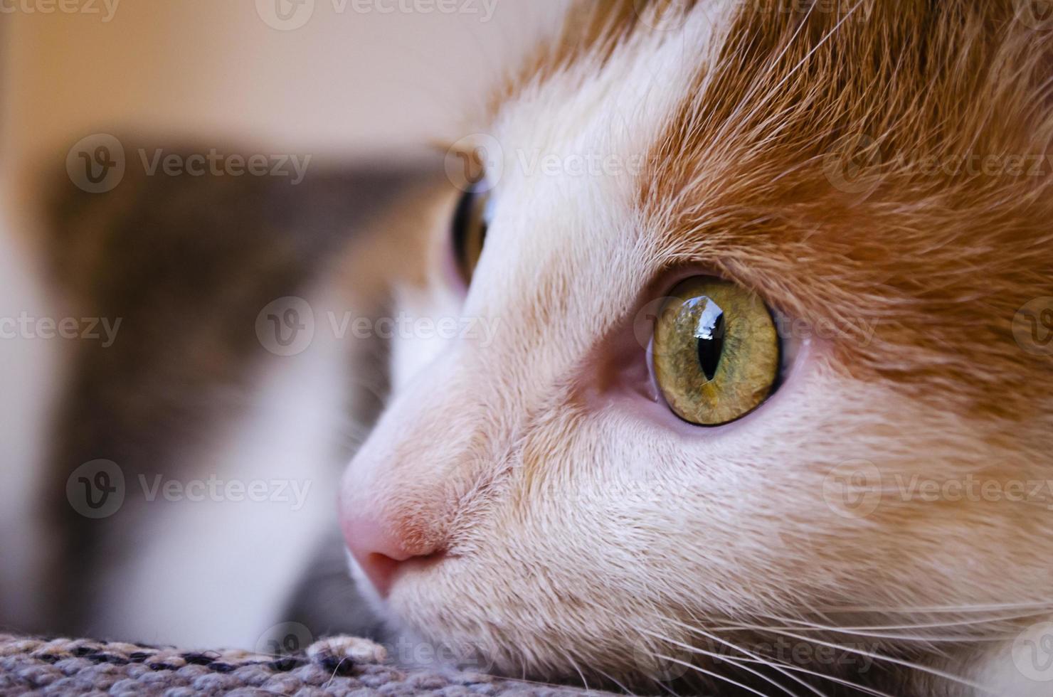 Trikolore Hauskatze liegt in der Nähe des Fensters. foto