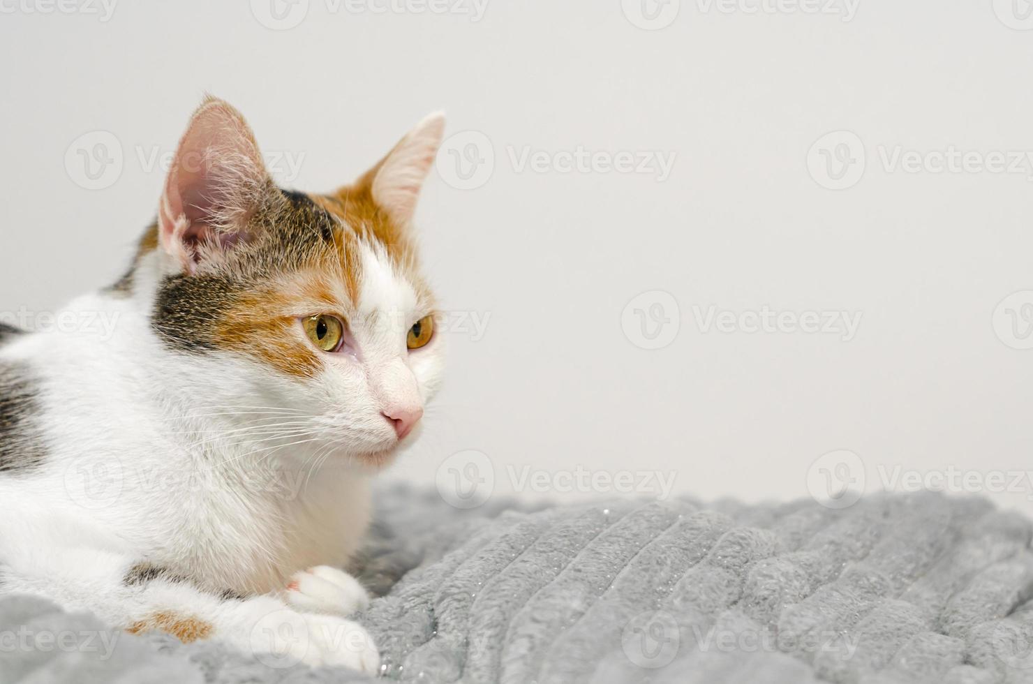 tricolor katze schläft auf dem bett ein, grau kariert. foto