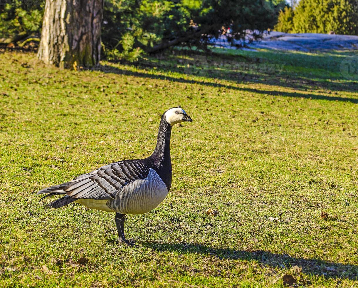 Vogel aus der Entenfamilie. foto