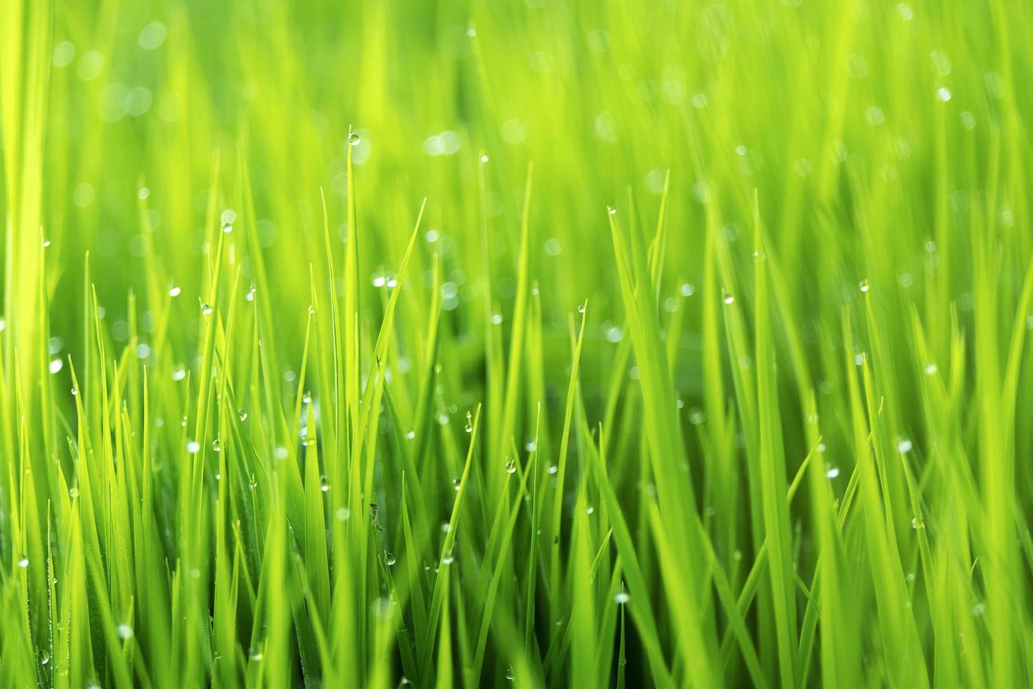 Frühlings- oder Sommersaison abstrakter Naturhintergrund foto