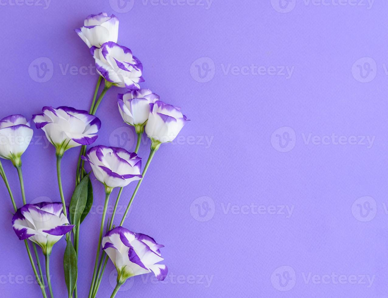ein Strauß wunderschöner frisch geschnittener lila Eustoma foto