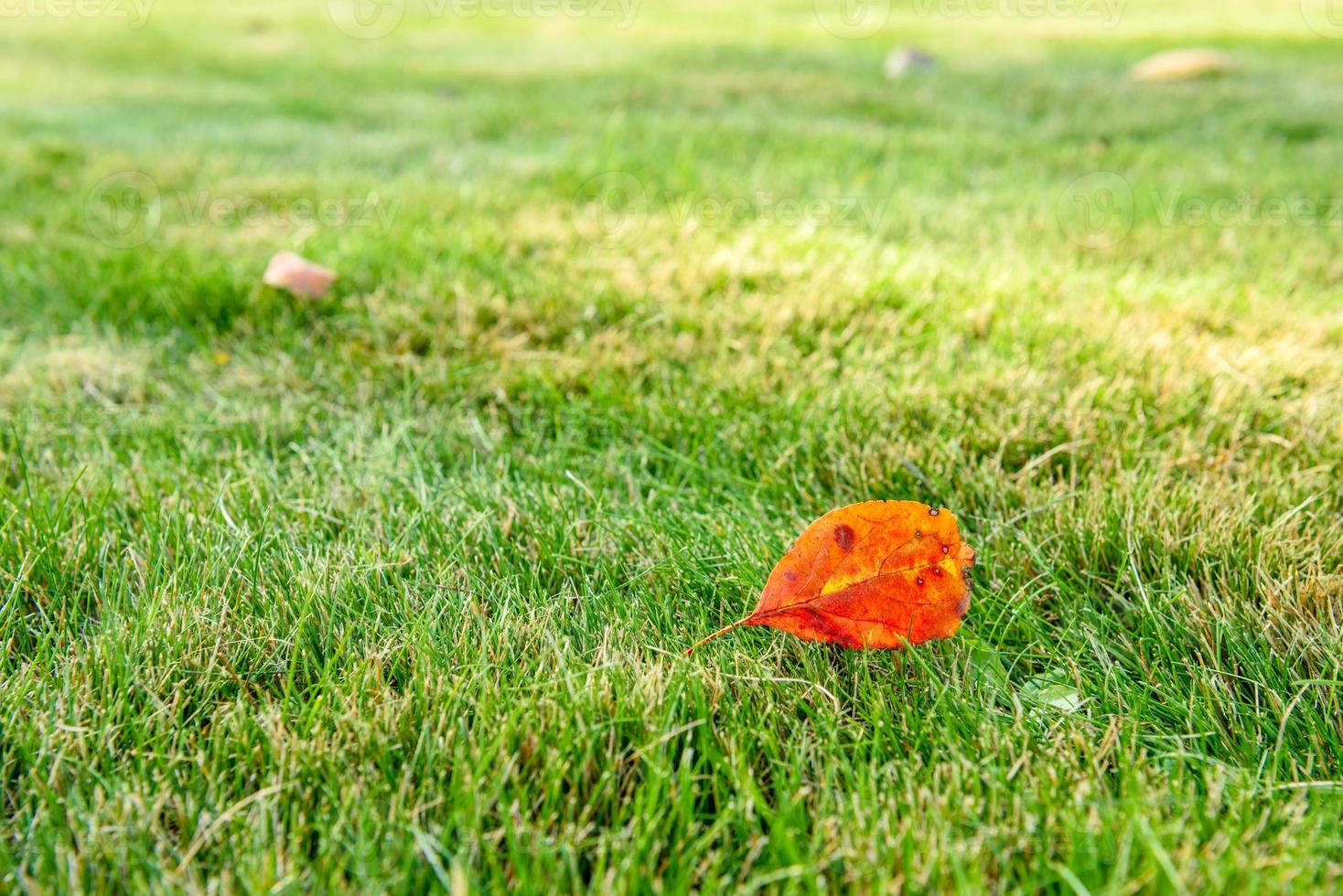 schöner hellgrüner Rasen im Herbstpark foto