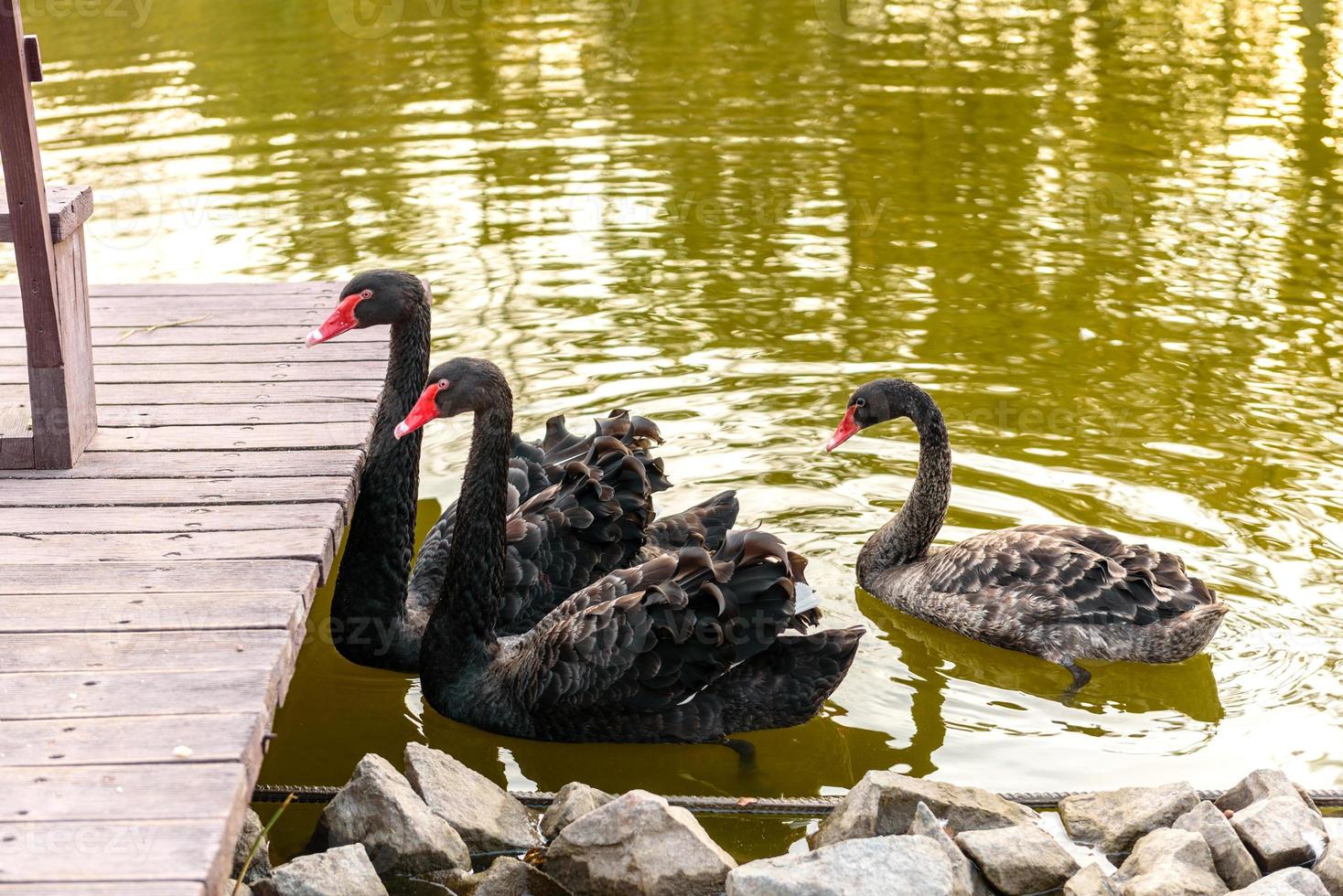 schöne schwarze Schwäne schwimmen am Ufer eines kleinen Flusses foto