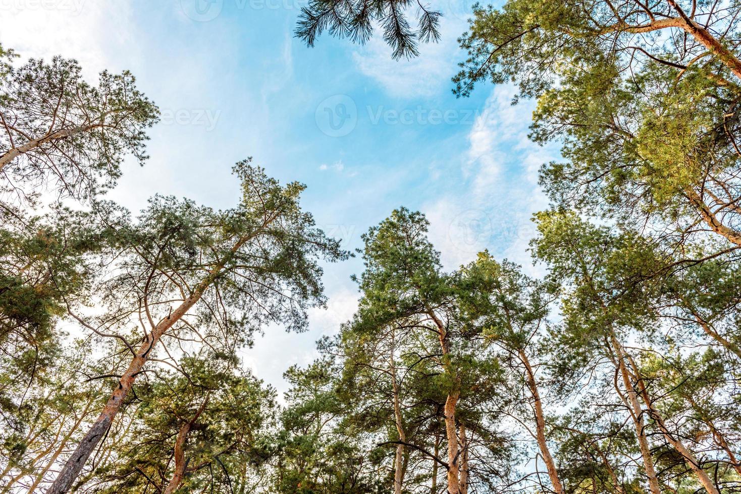 hohe schöne Kiefernstämme im Herbstwald foto