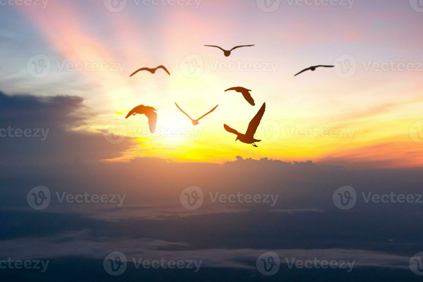 Konzept von Freiheit Vogel Silhouetten im das Abend Himmel foto