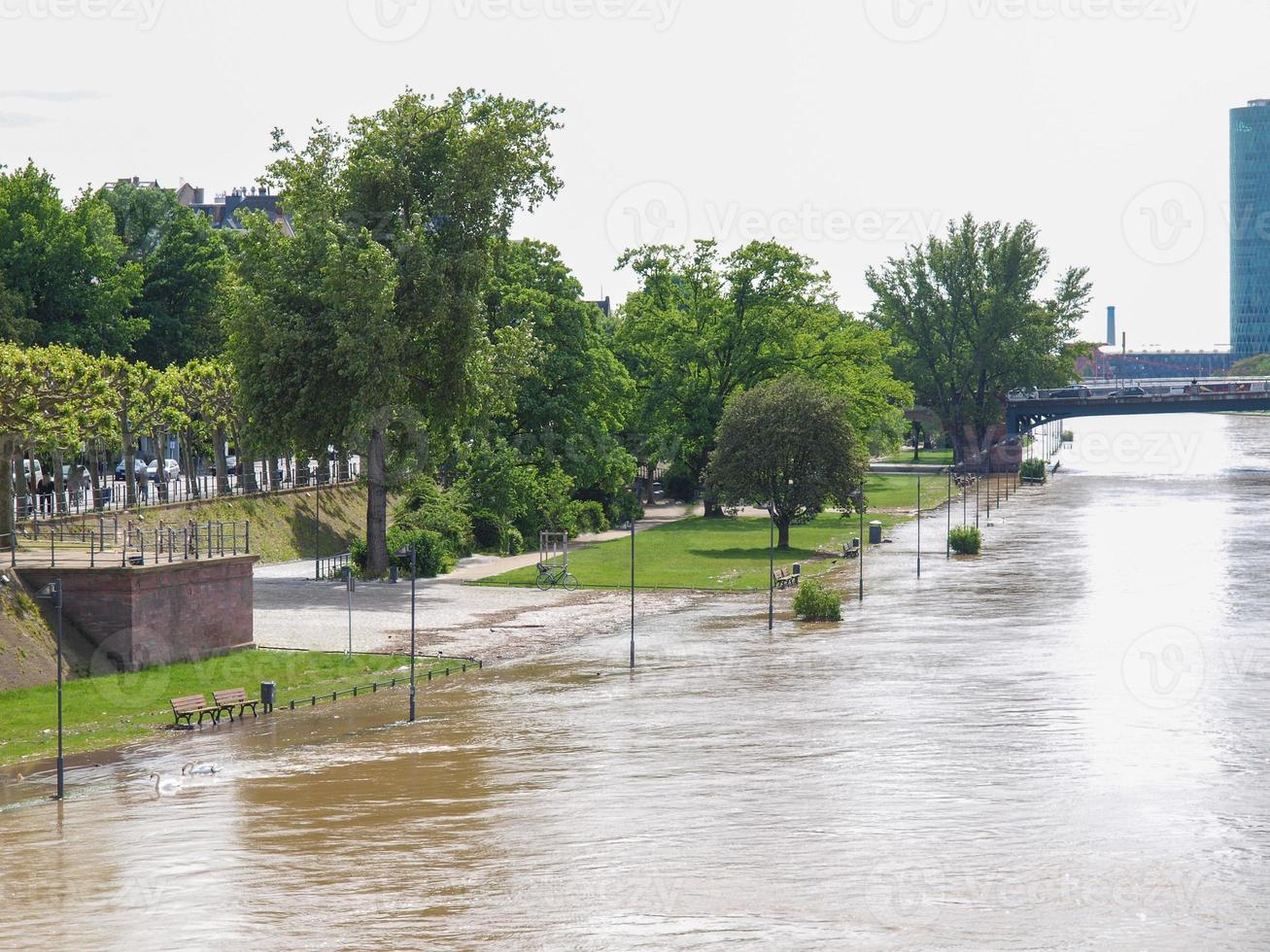 Fluss Main Hochwasser in Frankfurt am Main foto