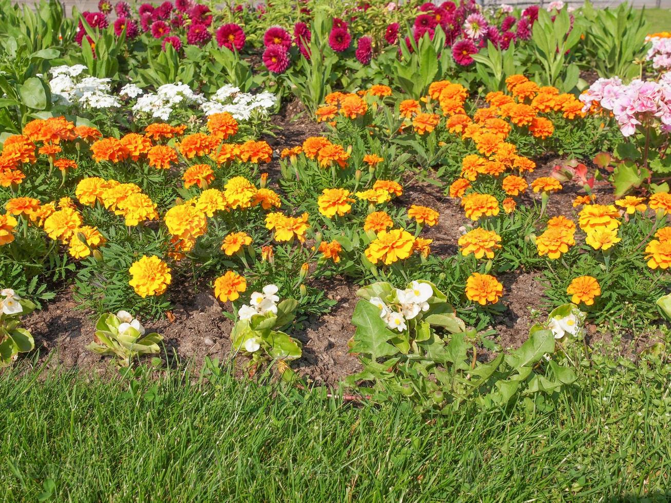 Blumenbeet im Garten foto