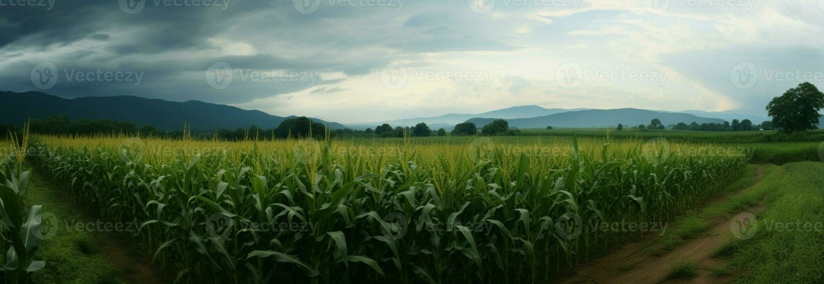malerisch Mais Felder im das regnerisch Jahreszeit, ein atemberaubend natürlich Panorama ai generiert foto