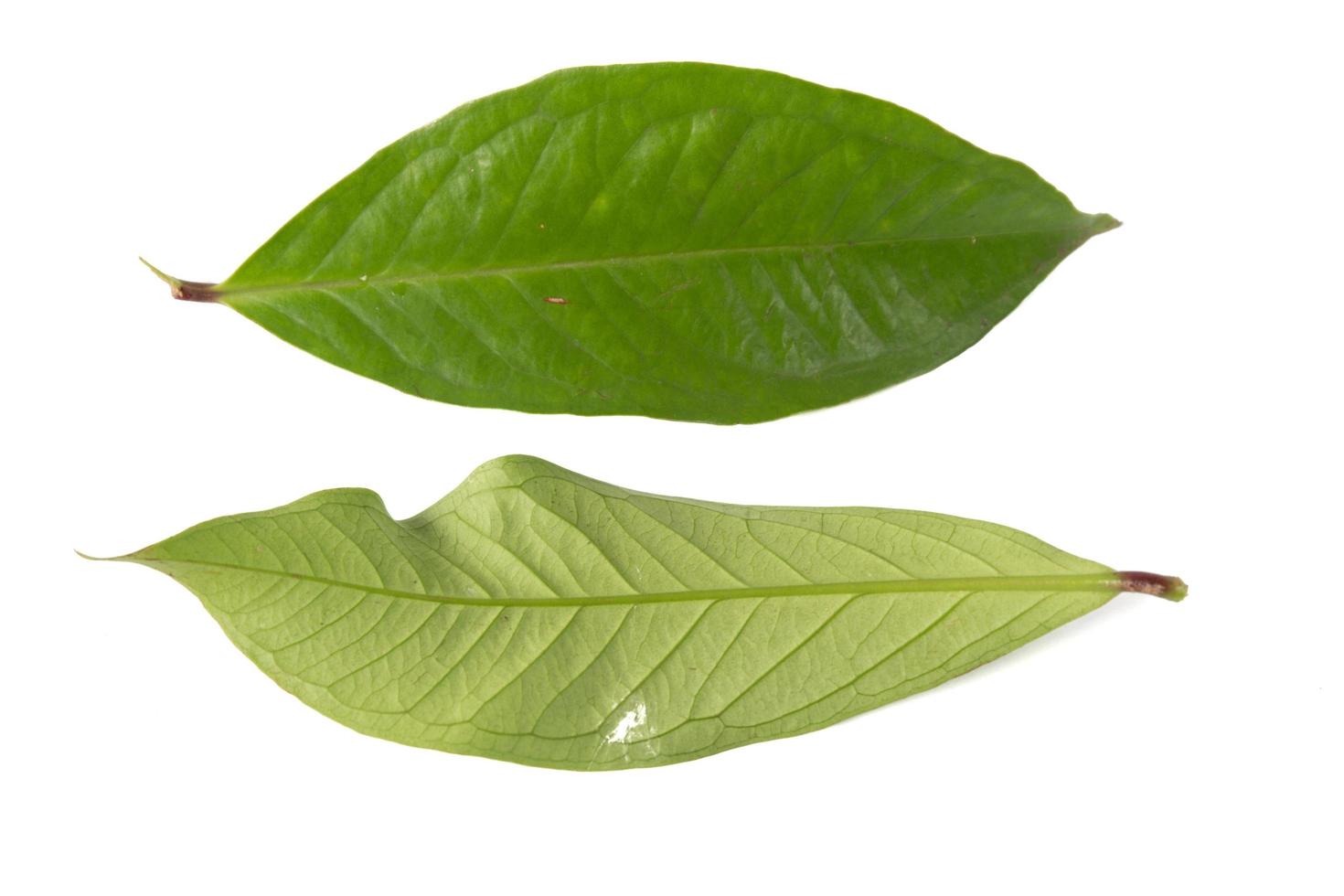 Guavenblatt isoliert auf weißem Hintergrund foto