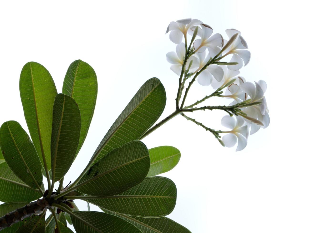 Frangipani-Blume isoliert auf weißem Hintergrund foto