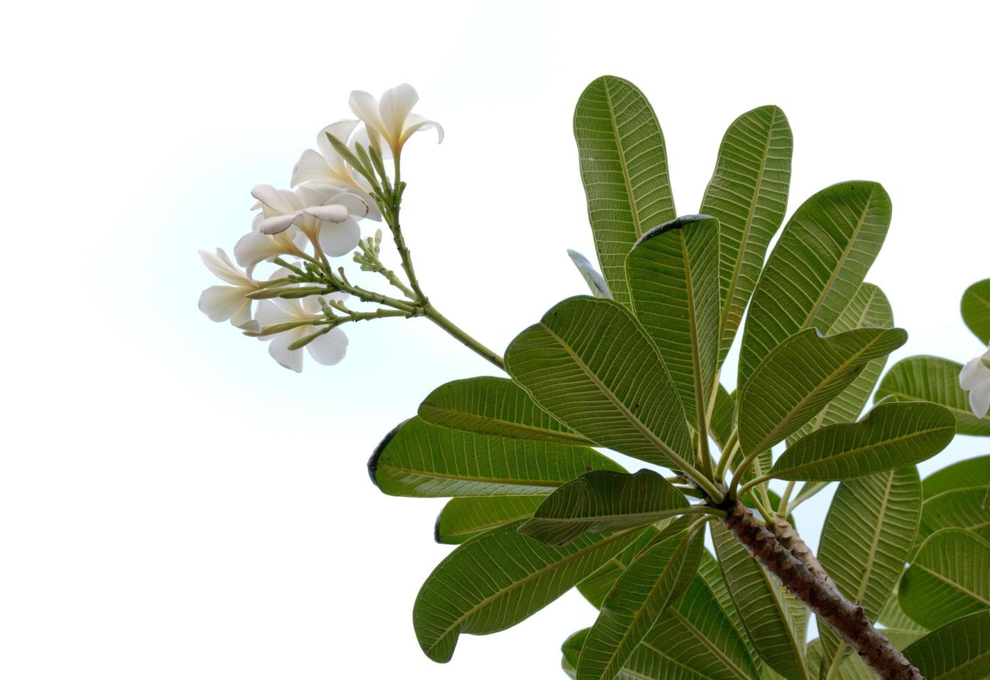 Frangipani-Blume isoliert auf weißem Hintergrund foto