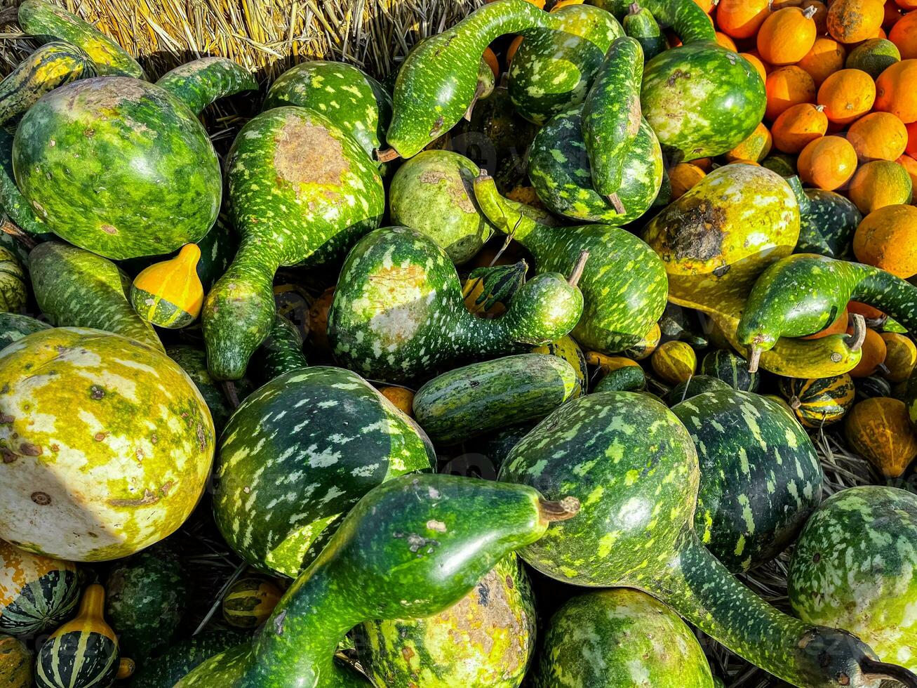 frisch Kürbis draussen Ernte anders Typen und Sorten von Kürbis Essen Snack Kopieren Raum Essen foto