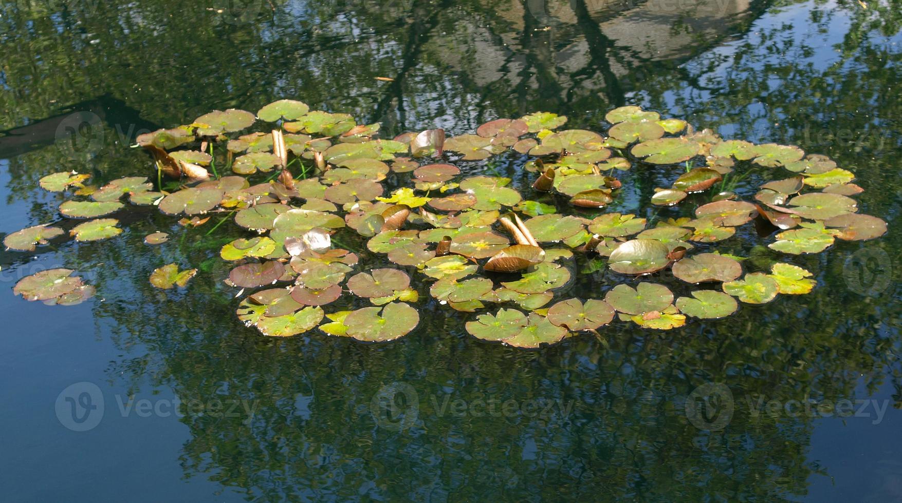 Seerose in einem Teich foto