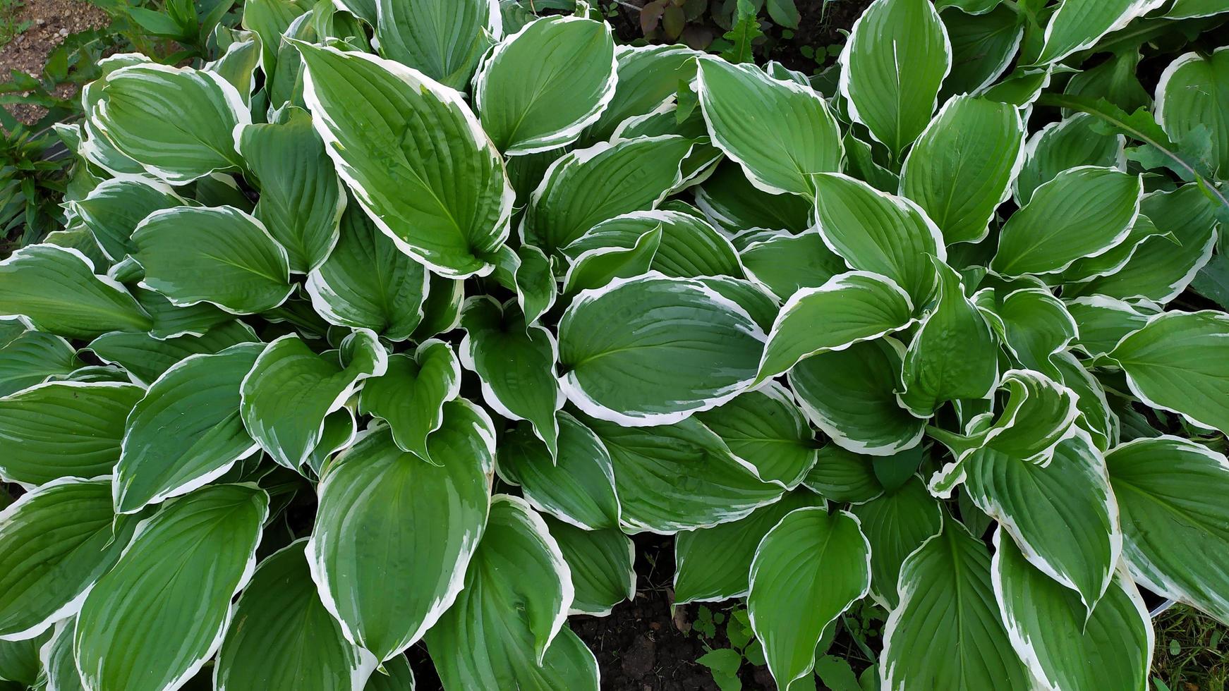 schöne Hosta verlässt Nahaufnahme foto