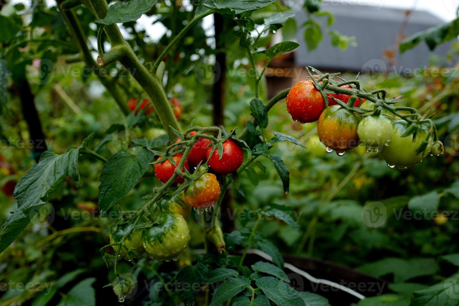 tomatenkirschblüte f1 im freien nach regen. august 2021. omsk. foto