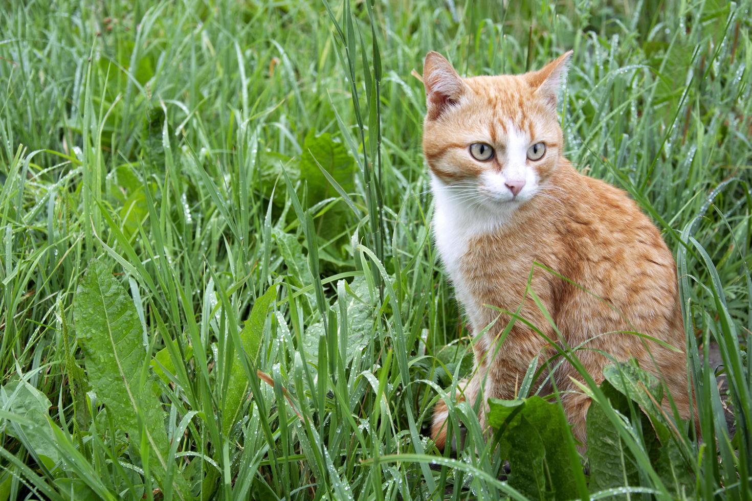 Die Katze sitzt nach dem Regen im Gras. ein heimischer Ingwer foto