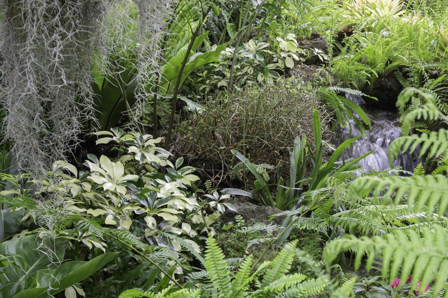 tropische grüne Umgebung im Garten im Freien foto