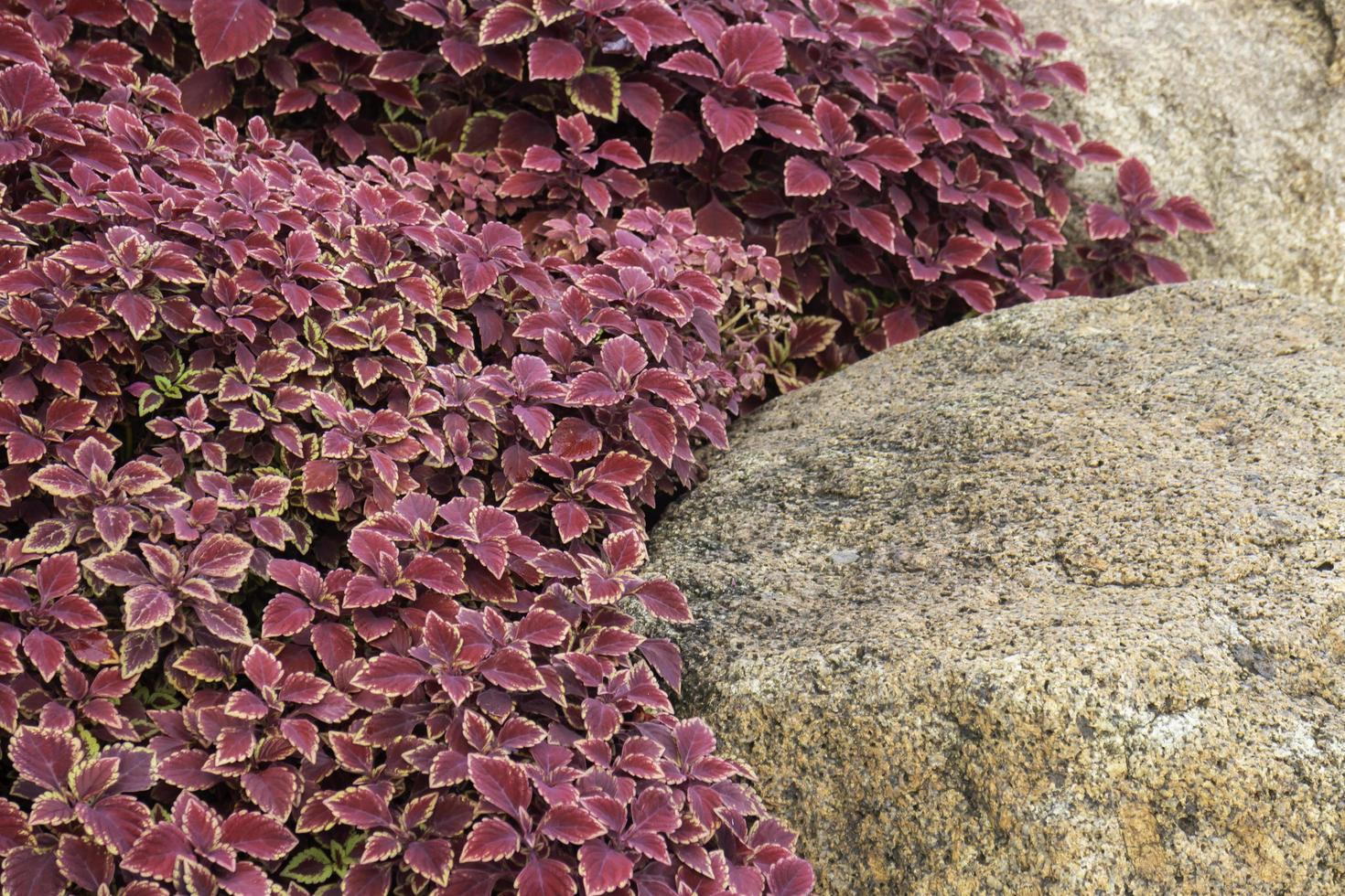 tropische grüne Umgebung im Garten im Freien foto