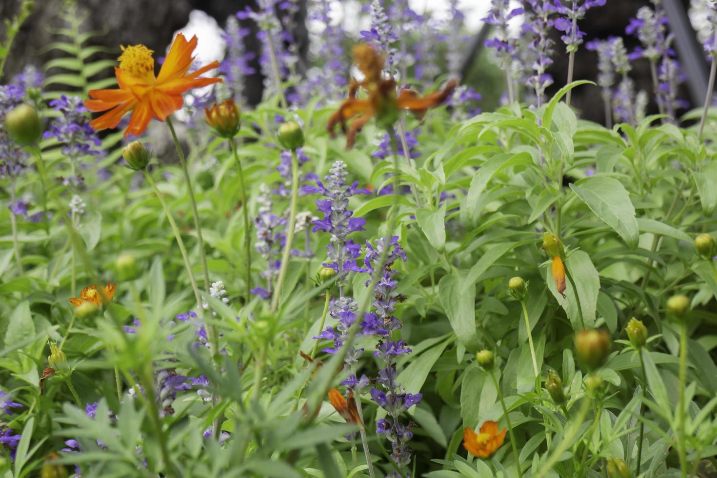 tropische grüne Umgebung im Garten im Freien foto