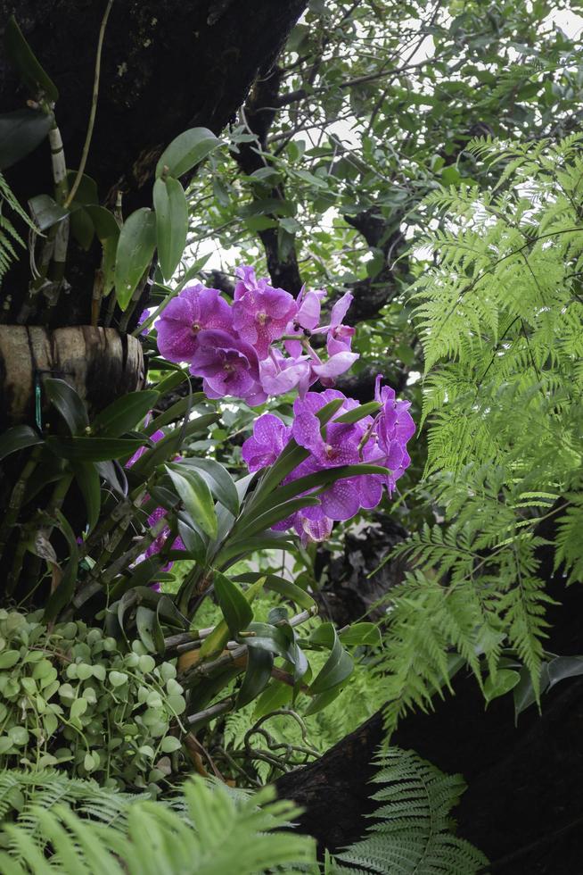 tropische grüne Umgebung im Garten im Freien foto