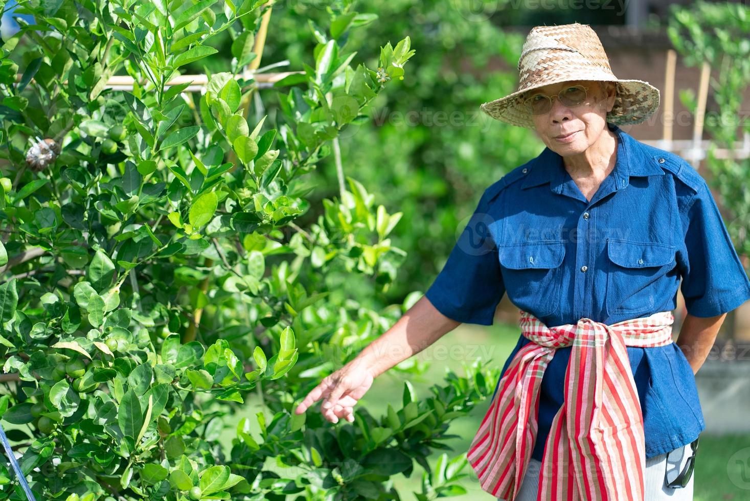 Porträt eines älteren asiatischen Landwirts mit lächelndem Gesicht, das in der Farm steht foto