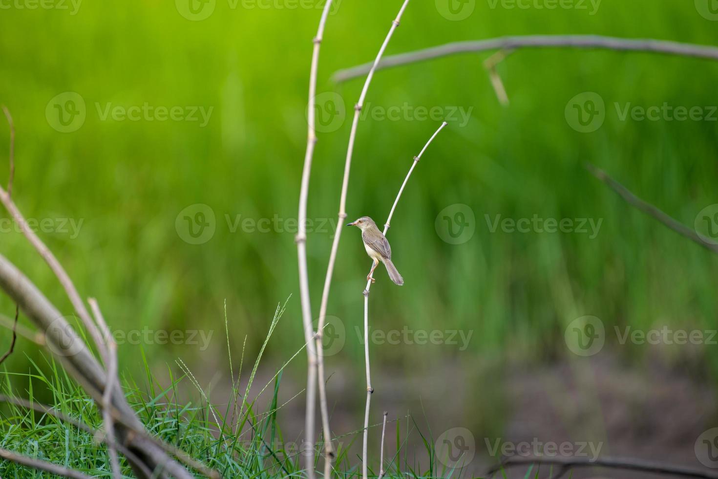 Gemeinsamer Schneidervogel, der auf einem Ast hockt. foto