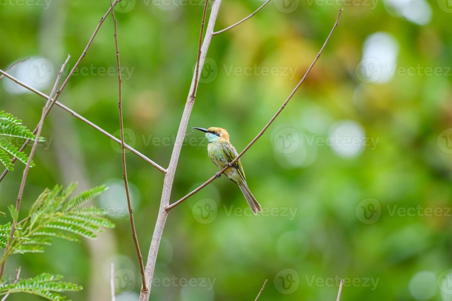 kleiner grüner Bienenfresservogel, der auf einem Zweig im tropischen Regenwald hockt. foto