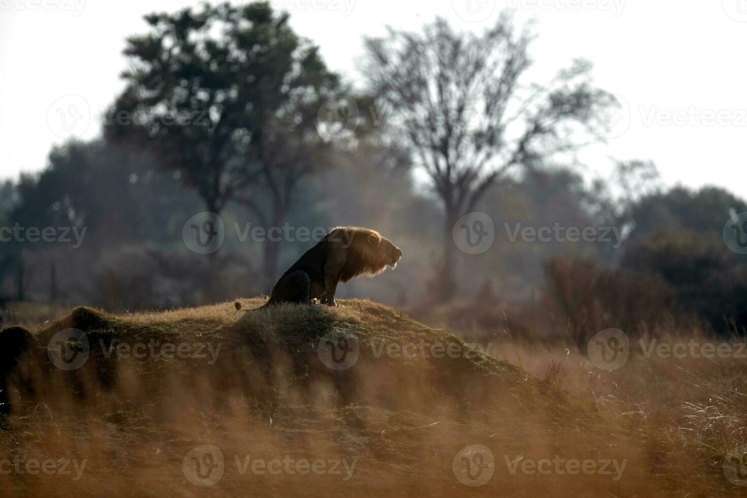 Löwe brüllend auf oben von ein Hügel. foto