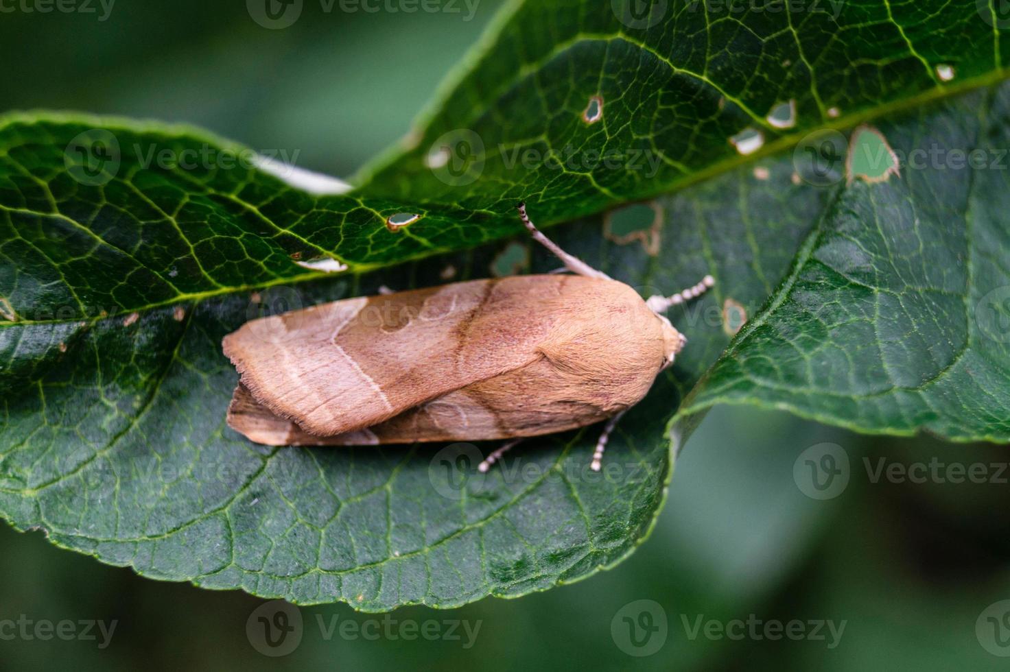 Tineidae nactua Fimbriata - eine europäische Eulenmotte foto