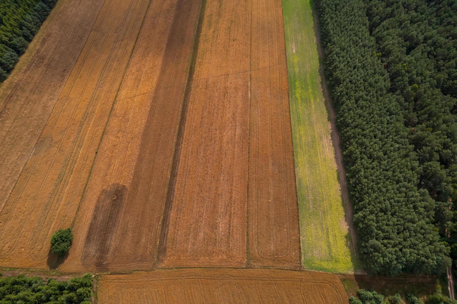 Luftaufnahme von Feldern auf der polnischen Landschaft im Sommer foto