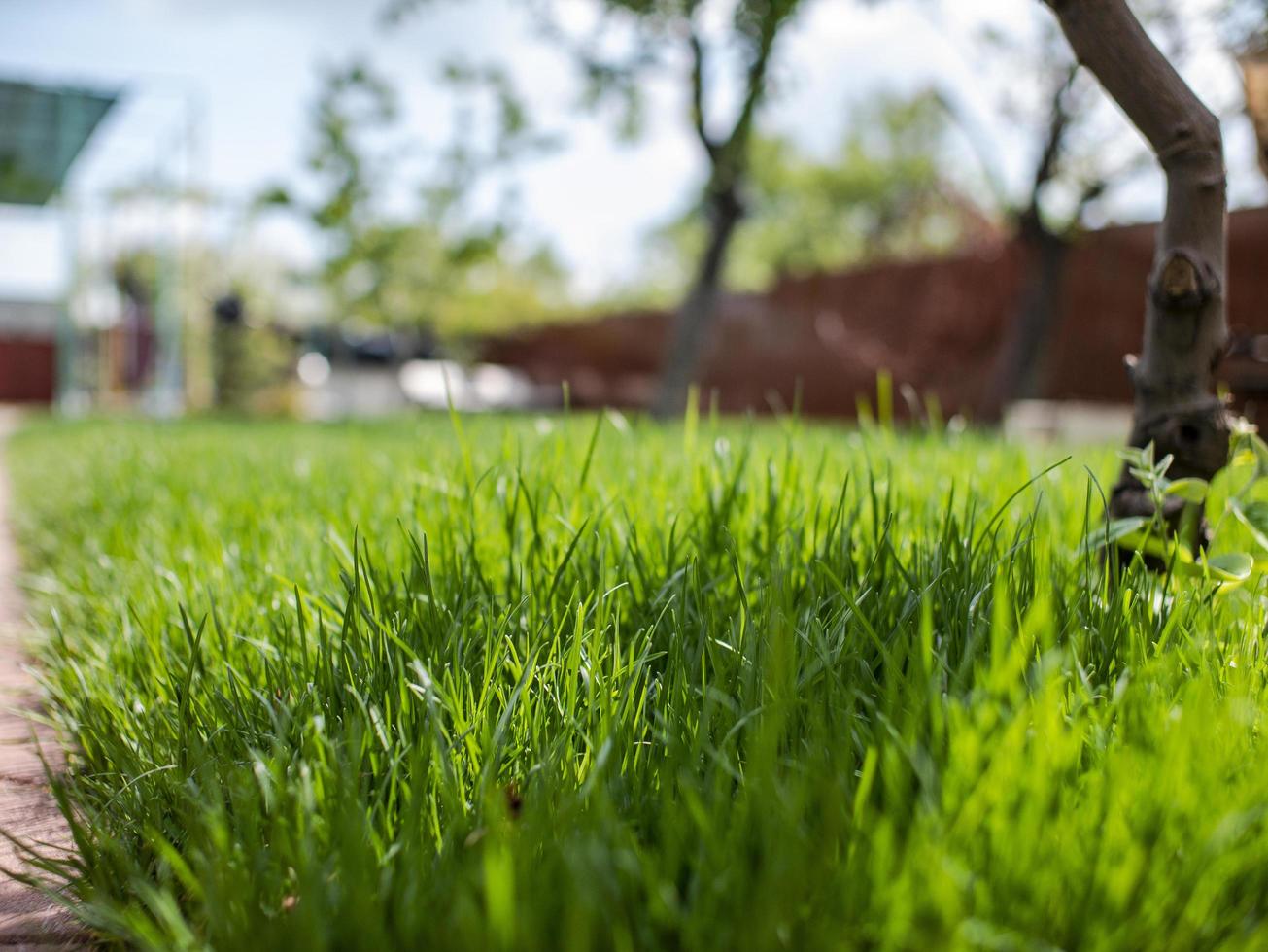 grünes Gras im Hof. ein Haus und ein Garten. ungeschnittenes Gras. Rasen foto