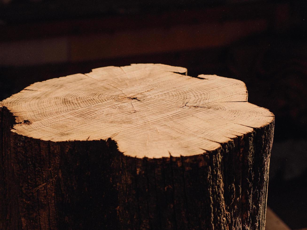 großer Akazienholzstumpf bei Tageslicht. Holzbearbeitungskonzept foto