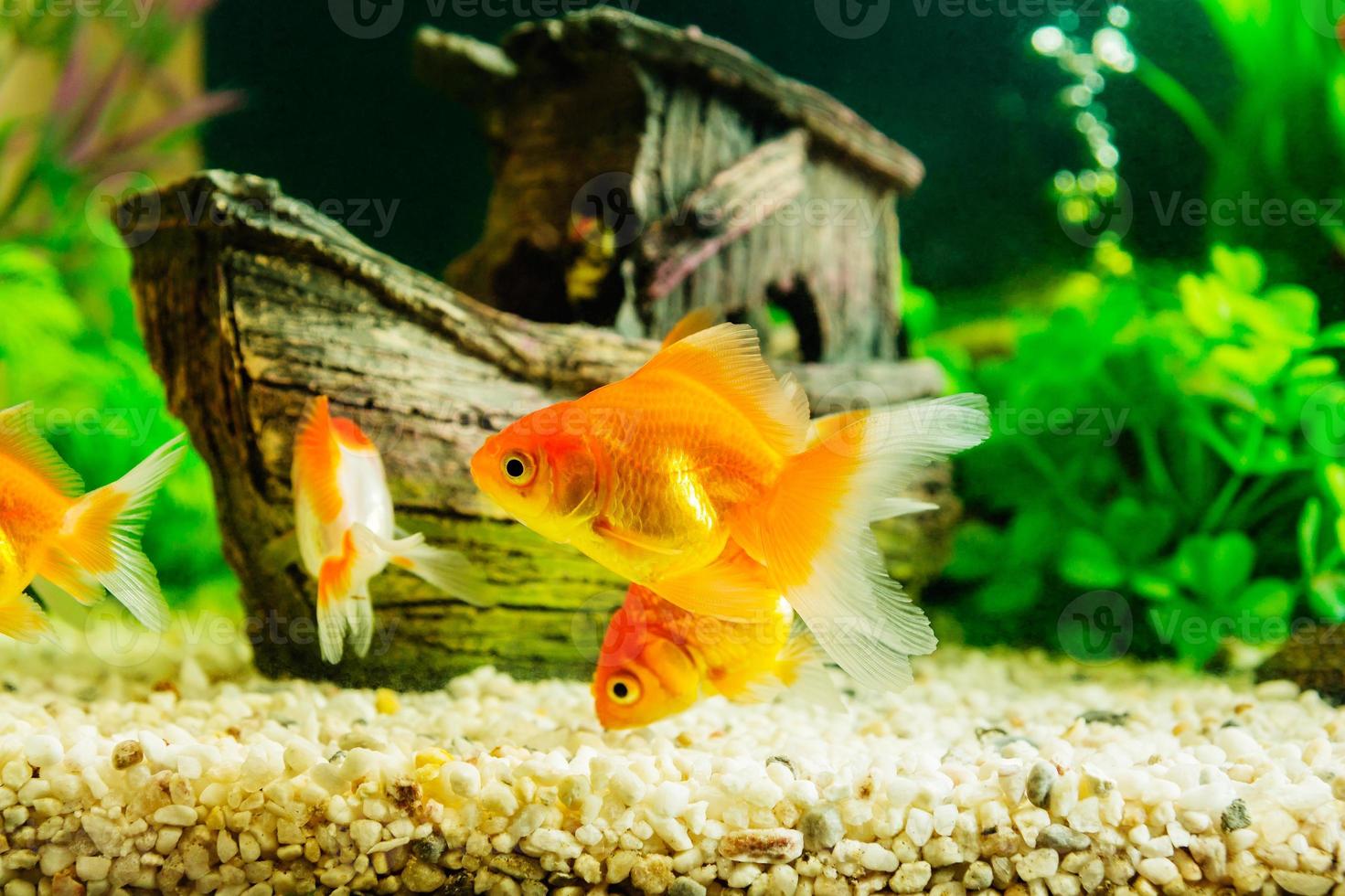 Goldfisch im Aquarium mit Grünpflanzen foto