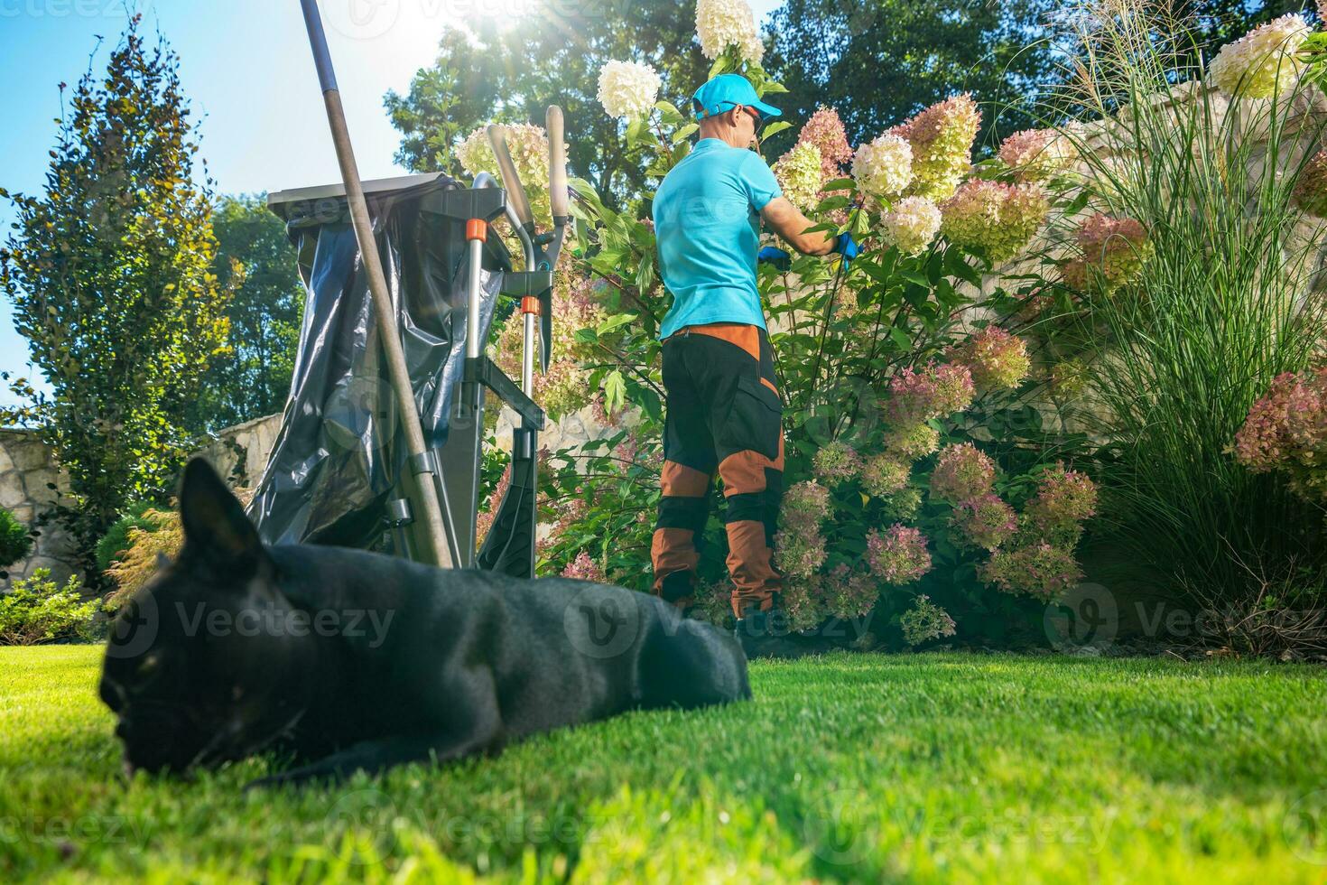 Garten Arbeiter Reinigung Hortensie Blumen durch entfernen tot Blätter foto