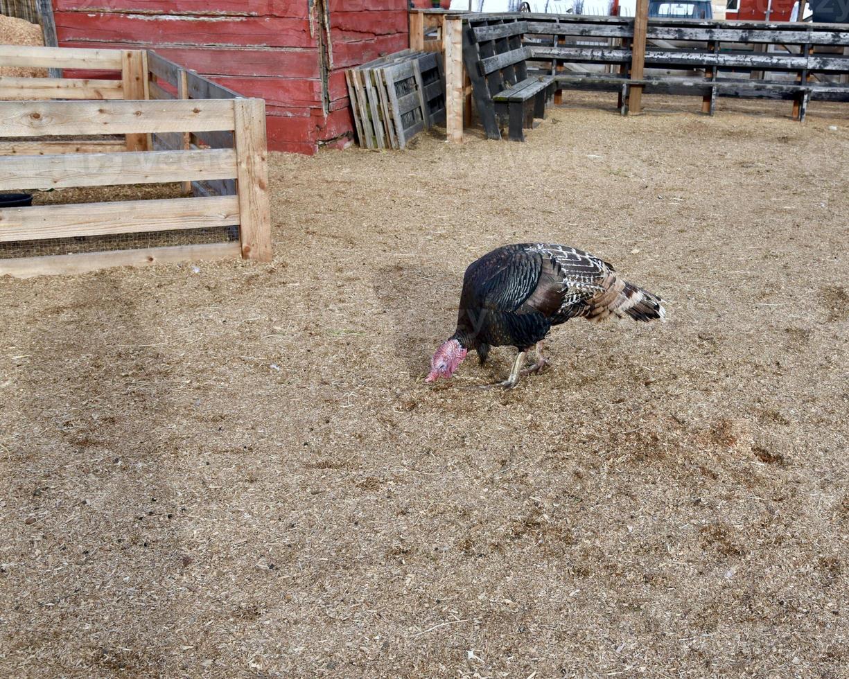 Thanksgiving-Truthahn auf dem Bauernhof foto
