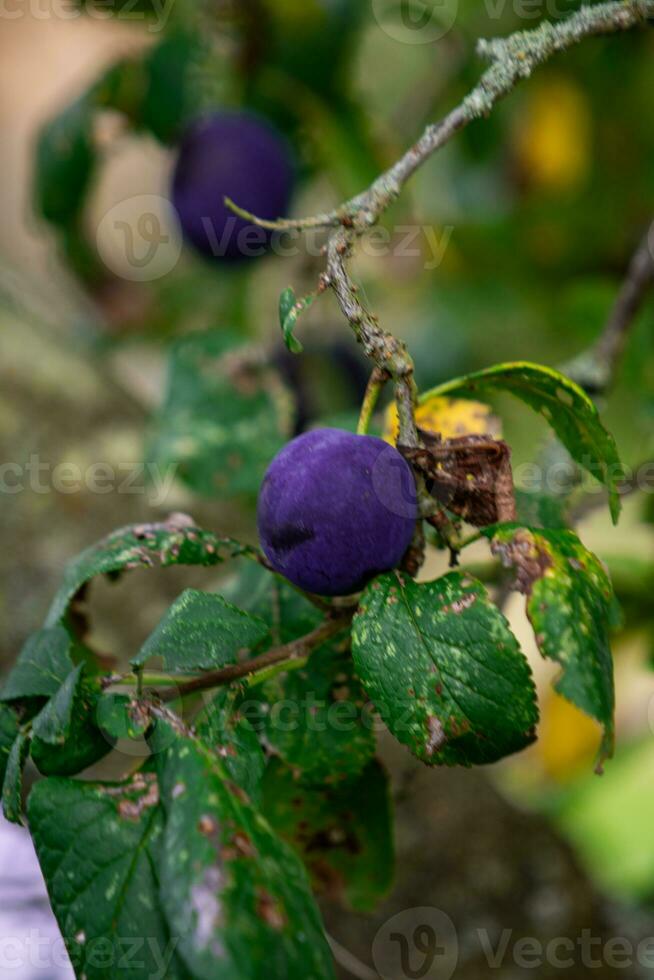 lila Blau Pflaumen auf Baum Ast foto