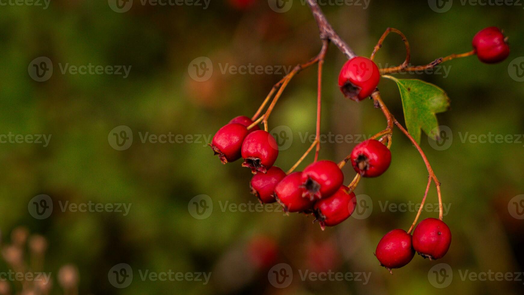 Makro Nahansicht von reif Weißdorn Beeren im Herbst foto