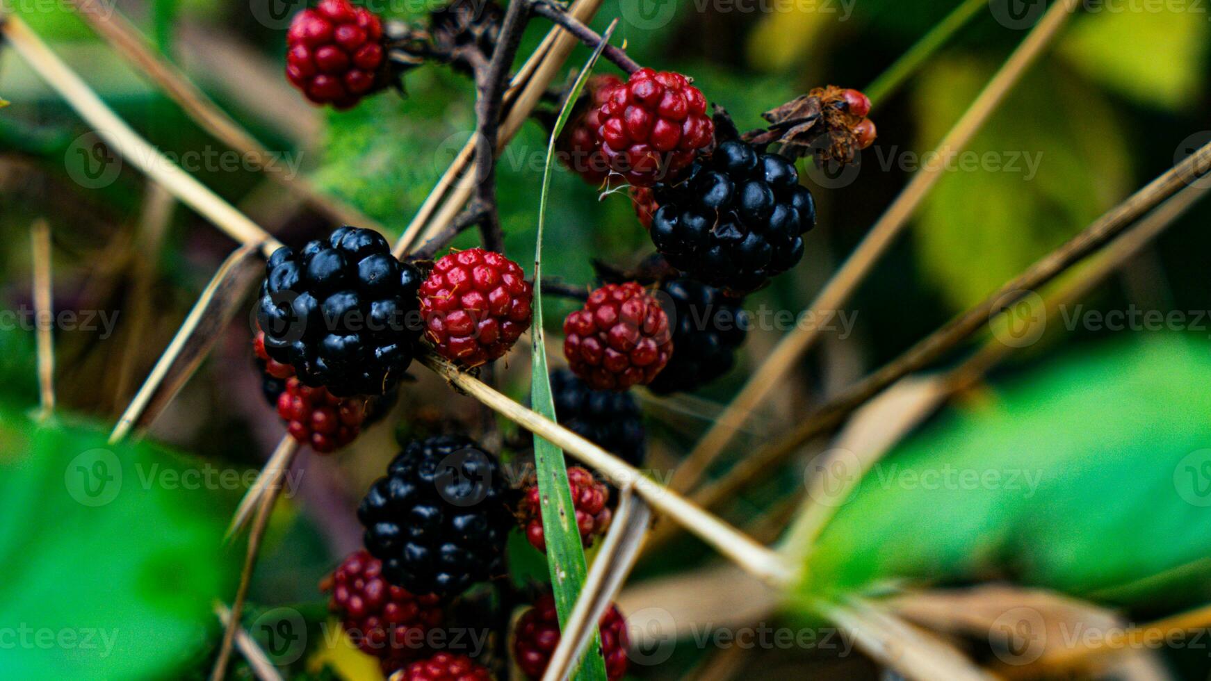 reif Brombeeren auf ein Brombeere Busch foto