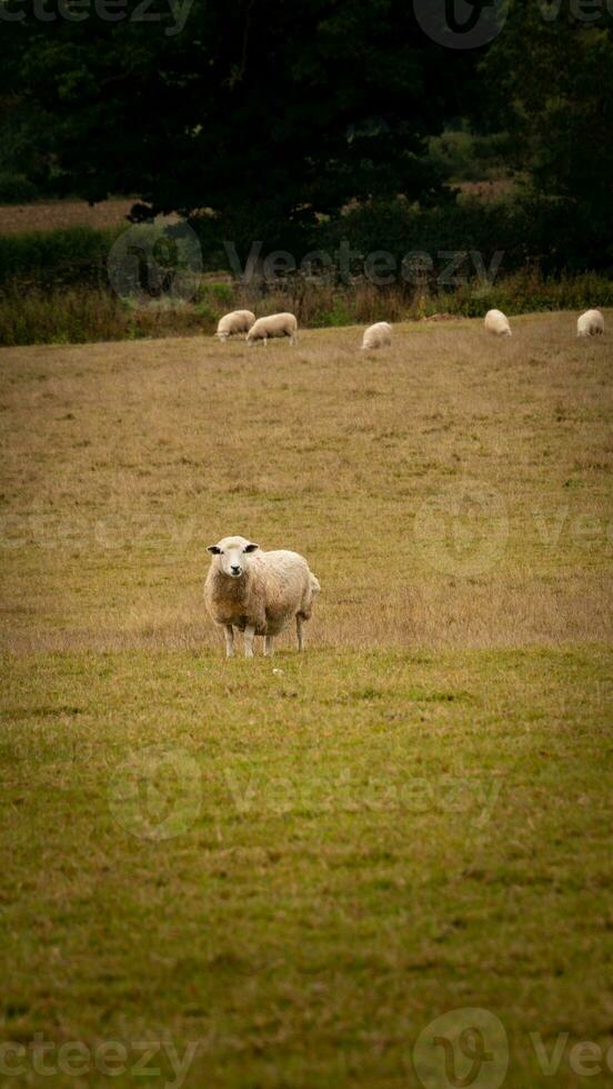 Herde von wollig Schaf auf ein Landschaft Bauernhof foto