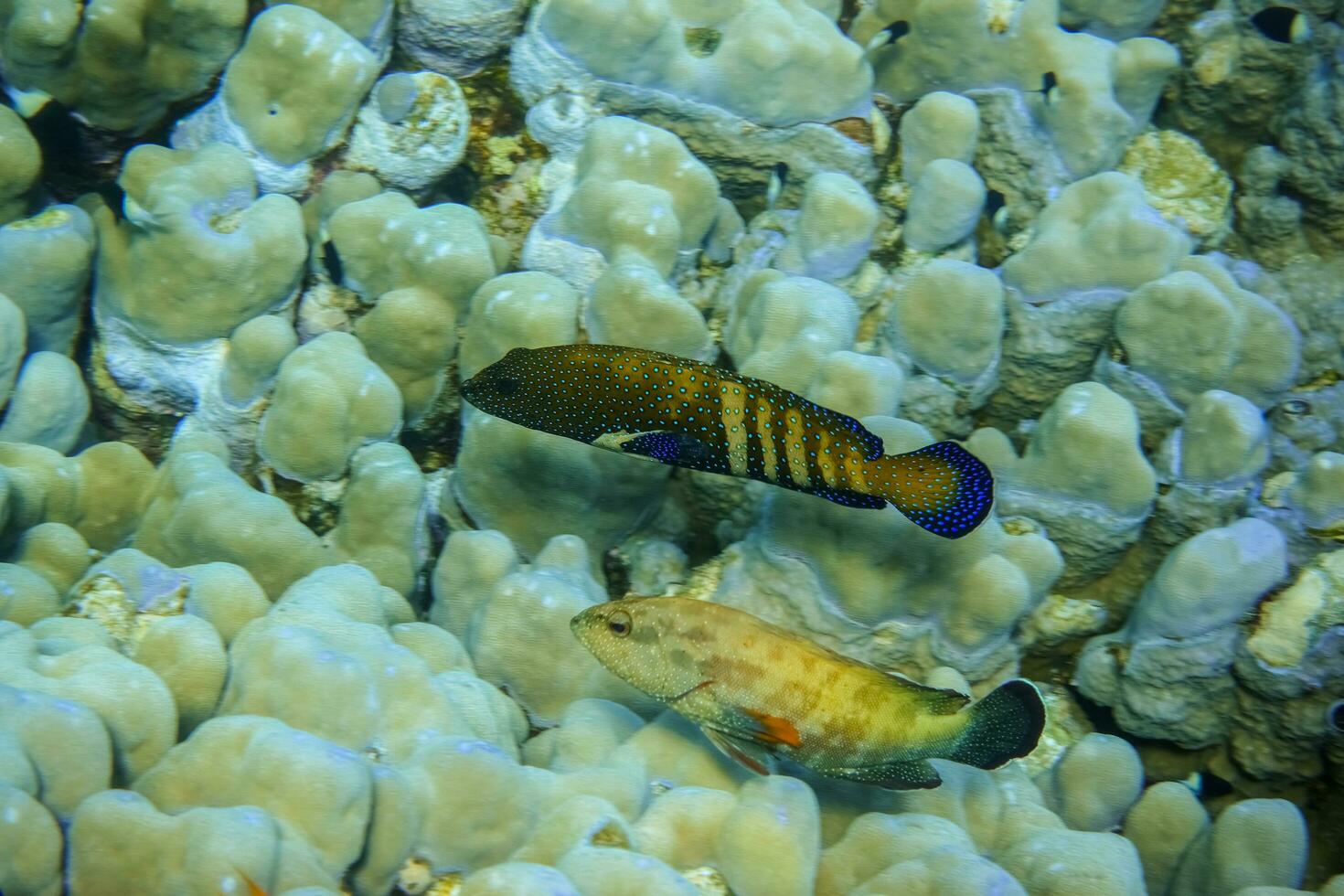 zwei Blau entdeckt Zackenbarsch Schwimmen in der Nähe von groß Korallen im das rot Meer von Ägypten foto