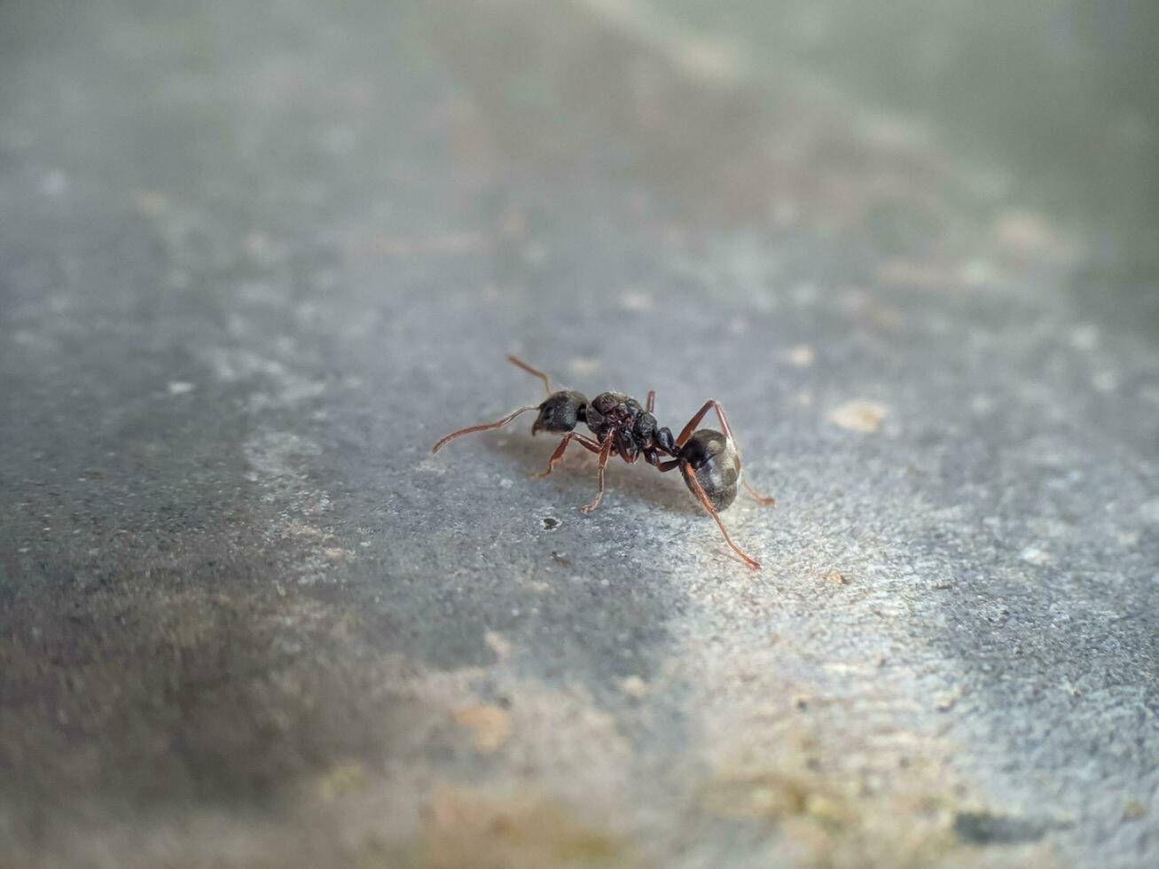 ein klein Ameise auf ein Zement Mauer Oberfläche foto