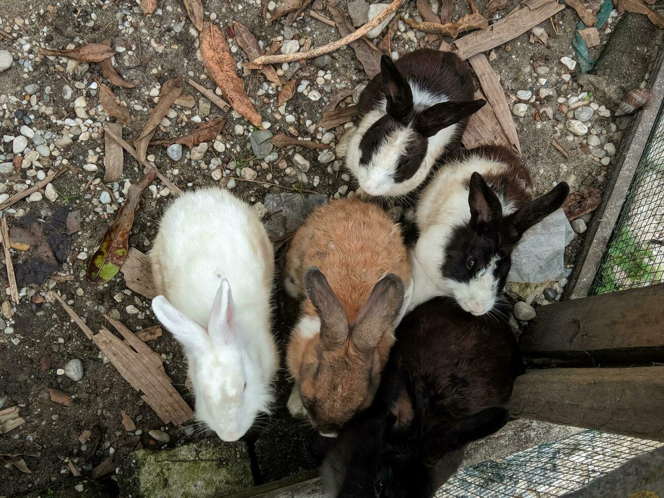 ein Gruppe von Kaninchen im ein Käfig im das Park foto