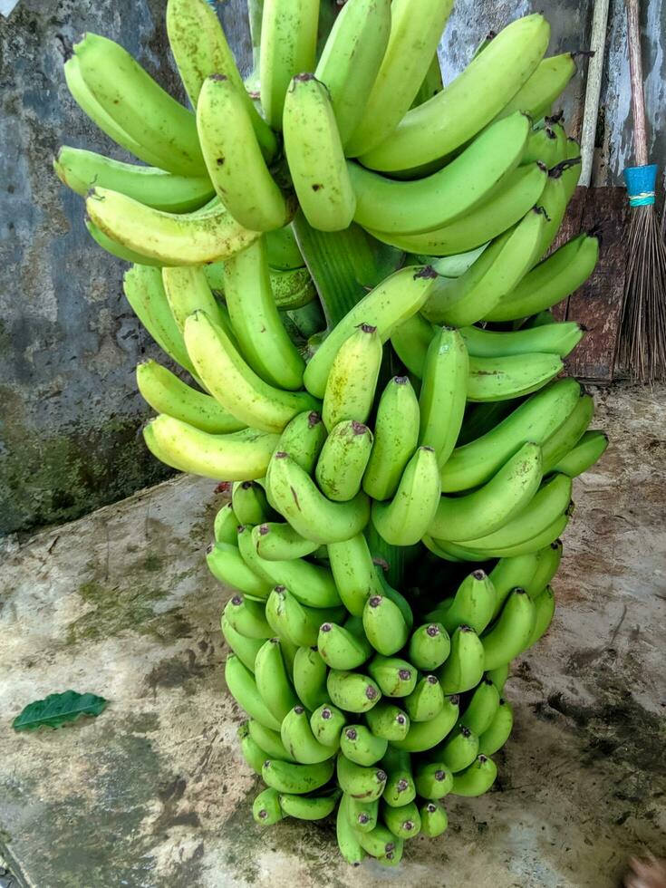 frisch Cavendish Bananen. Banane Plantage Ernte foto
