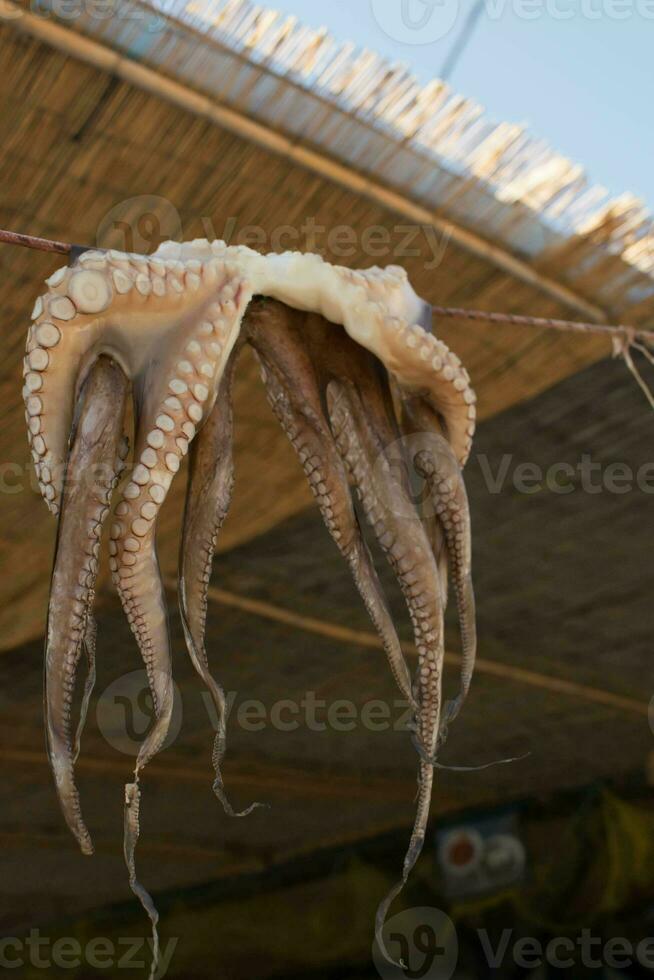 frisch Tintenfisch Trocknen auf ein Seil im ein authentisch Cafe auf das Insel von Rhodos, Griechenland foto