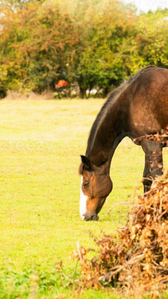 Kastanie Schönheit Nahansicht von ein atemberaubend Pferd foto